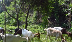 Goats eat kudzu along the chesapeake bay in Maryland 